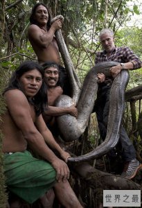 ​BBC和土著抓住了世界最长蟒蛇，是一种食人大蟒蛇