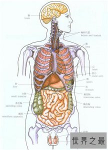 ​人体器官分布图介绍 五脏六腑的位置都在哪