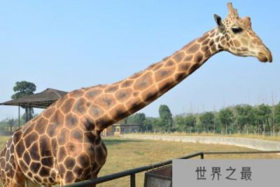 ​世界上最高的动物：长颈鹿身高可达8米