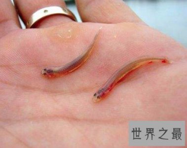 ​世界上最小的脊椎动物，能够从尿道钻入人体内吸血