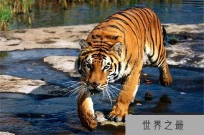 ​世界上最厉害的老虎是谁？东北虎实力超级强悍