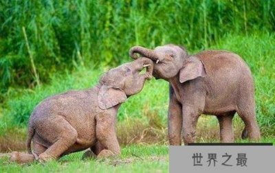 ​世界上最小的大象，侏儒象身高平均2.1米
