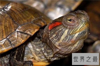 ​巴西龟的寿命有多长 怎样在家饲养巴西龟