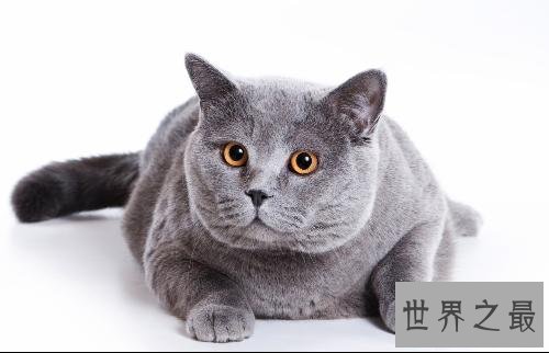 吸猫不能停！来看最全猫的品种大盘点