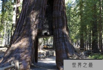 ​世界上体积最大的树，巨杉高100米左右