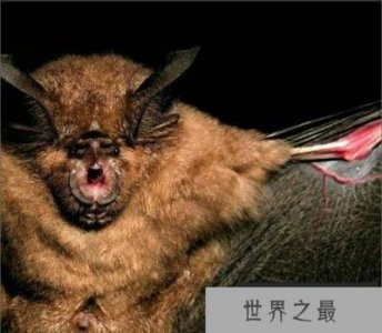 ​世界五大恐怖蝙蝠排名，兔唇蝠排第一名