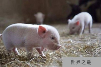 ​世界上最小的猪：微型猪体重仅10公斤