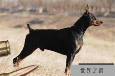 ​世界十大猛犬排名：杜高犬打得过野猪，你认识哪几种