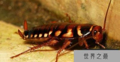 ​世界上最大的蟑螂，东方蜚蠊身长达10厘米