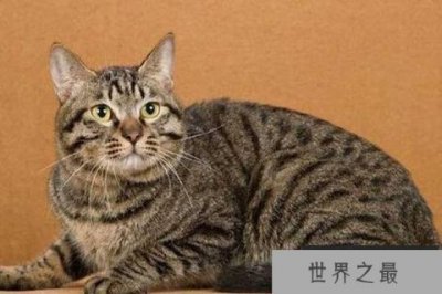 ​世界十大最适合新手养的猫 中国狸花猫独立性很强