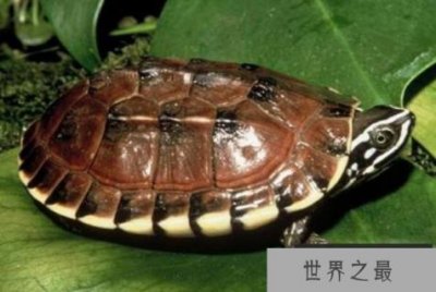 ​十大最难养乌龟排行 钻纹龟上榜，第六是中国本土龟类