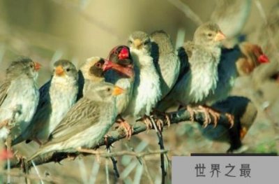 ​世界上数量最多的鸟类：红嘴奎利亚雀有100亿只