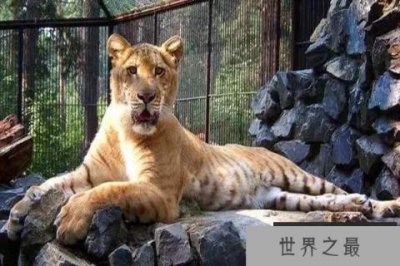 ​世界十大大型猫科动物 狮子仅第二第一是老虎狮子结合体
