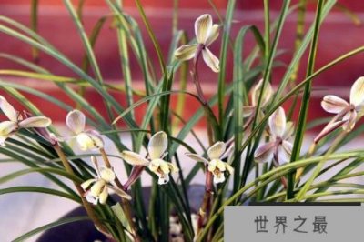 ​最名贵的10种兰花图片，莲瓣兰排在第一名