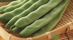 扁豆的营养价值 扁豆的功效与作用及食用方法