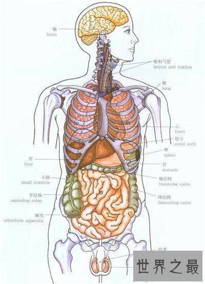 人体器官分布图介绍 五脏六腑的位置都在哪