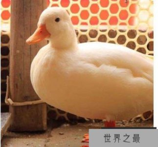 ​世界上最贵的宠物鸭子，王思聪的柯尔鸭一只价