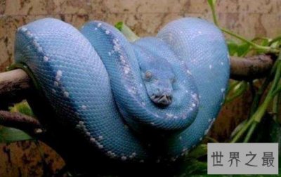 ​世界上漂亮的又是价值最高的蛇  价值近300万人民币