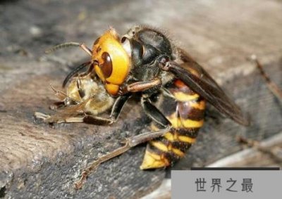 ​世界上最大的黄蜂，日本大黄蜂能长到4厘米长(翼展约6厘米)