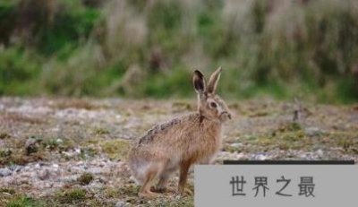 ​世界上最快的兔子，欧洲野兔极速能达到每秒20米