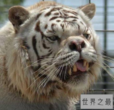 世界上最丑的老虎，天生的短鼻和大脸