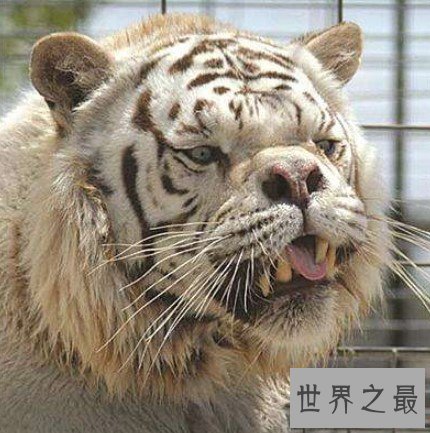 世界上最丑的老虎，天生的短鼻和大脸
