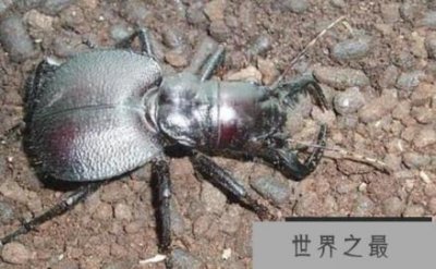 ​世界上最大的食肉甲虫：大王虎甲