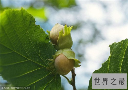 榛子树生长习性介绍，它居然要三四年才结果