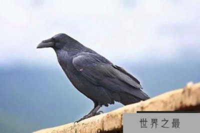 ​世界上最聪明的十种鸟：鸦科动物最聪明 喜鹊上榜