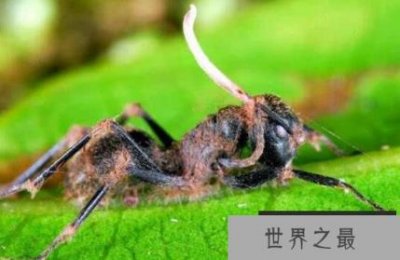 ​世界上最古老的僵尸蚂蚁，死于4800万年前的致命真菌
