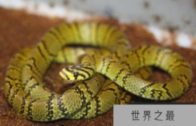 ​世界上最美的无毒蛇，横斑锦蛇列入中国极危动物