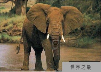 ​世界上最大的耳朵：非洲象耳朵最长达2米