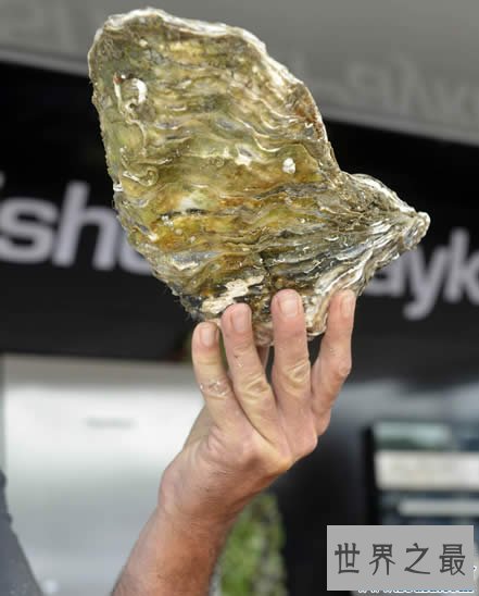 世界上最大的牡蛎，重达4.3斤(载入吉尼斯纪录)