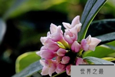 ​十大最香的耐寒的花：梅花、水仙花双双入榜！