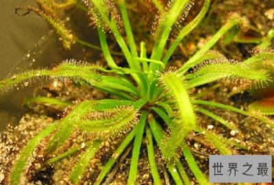 ​世界十大食肉植物 小瓶子草上榜，第十被称为“美丽杀手”