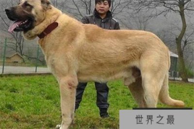 ​世界十大凶犬最新排名 第七被称为杀人犬，建议最好别养