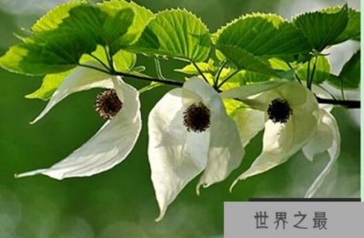 ​中国十大珍惜树种：第1味酸第6中国独有