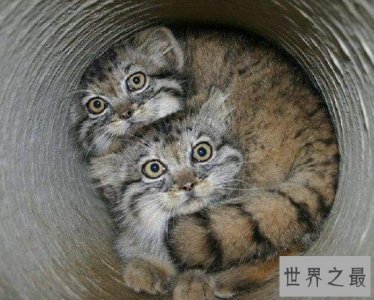 ​史上表情最丰富的猫类，生性凶猛残忍