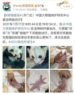 ​两对双胞胎熊猫宝宝同天出生！网友：有没有征名环节？