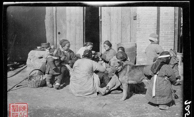 100年前的中华田园犬长啥样? 一组珍贵的老照片告诉你