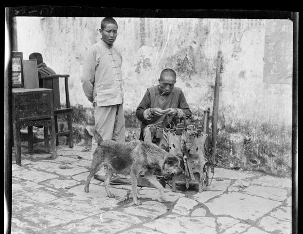 100年前的中华田园犬长啥样? 一组珍贵的老照片告诉你