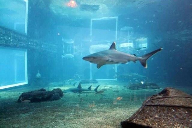 世界十大水族馆，最大的在中国，你一定想去看看