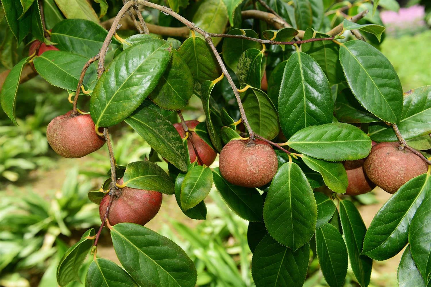 油茶