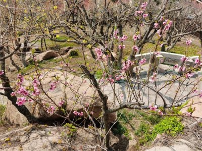 ​桃花什么时候施肥，桃花盆栽施肥方法