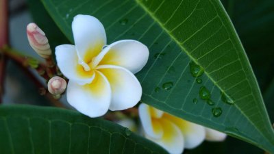 ​西双版纳适合养什么花，市花和市树是什么