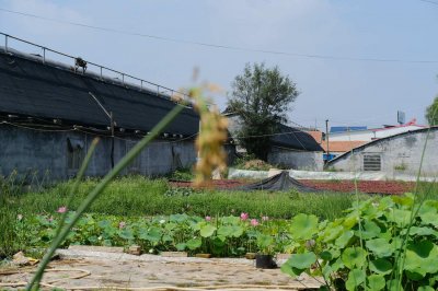 ​荷花的特点，什么季节开花