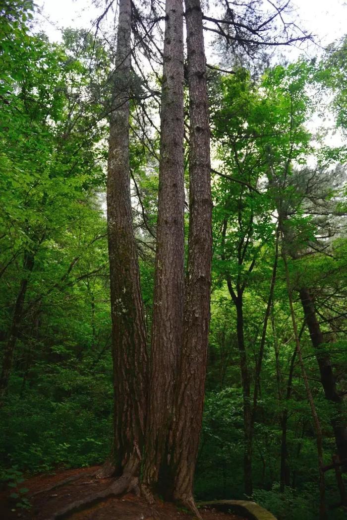 黄柏塬，秦岭南麓这种神仙居住的地方，我心向往~