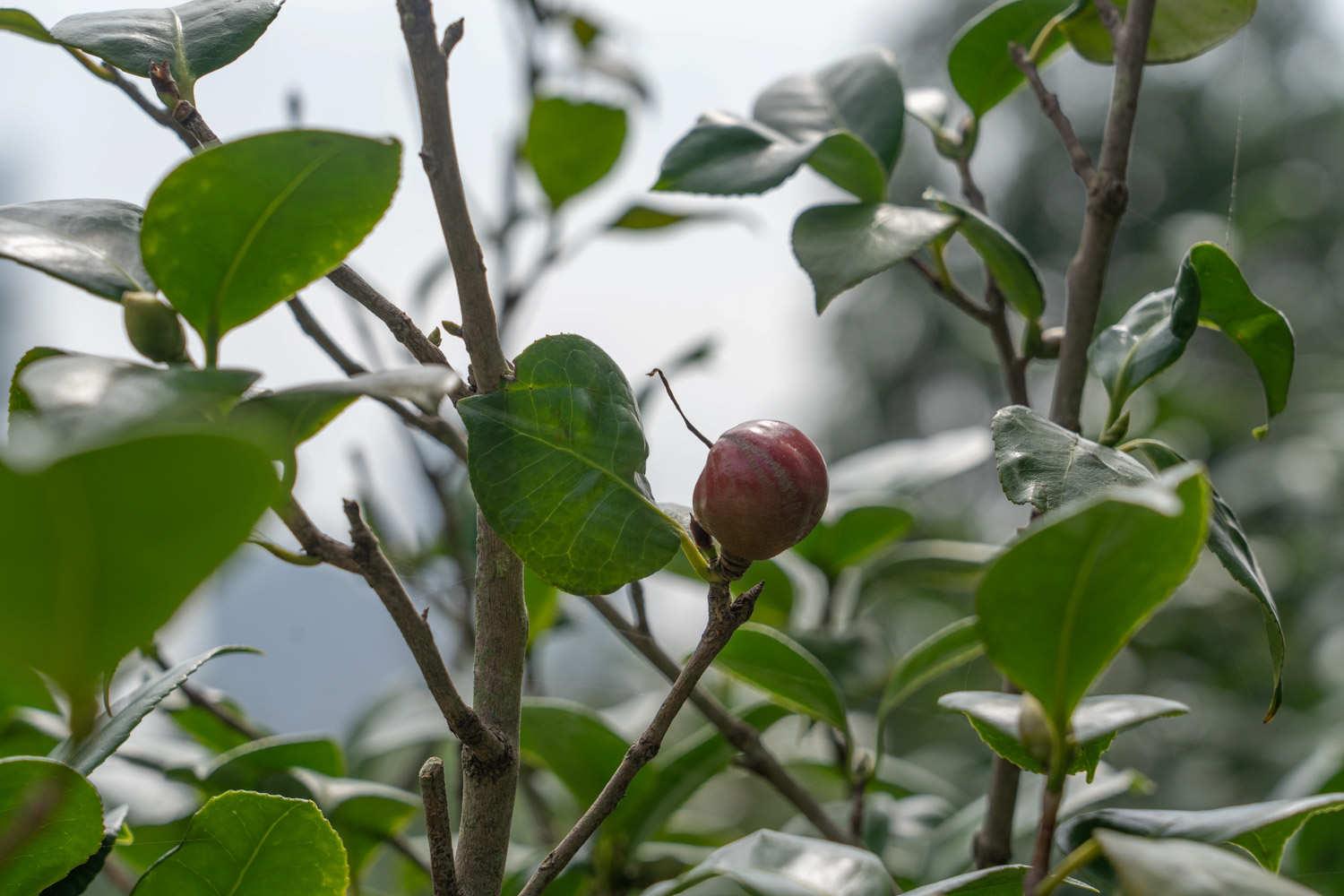 山茶花