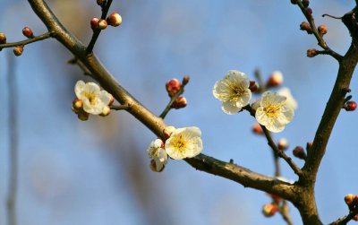 ​怎样让梅花春节开花