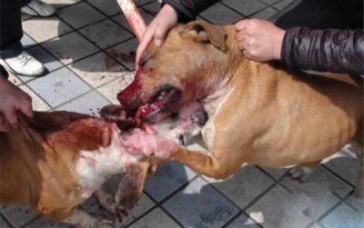 ​世界上最凶猛的狗：比特犬一旦打斗，就会不死不休